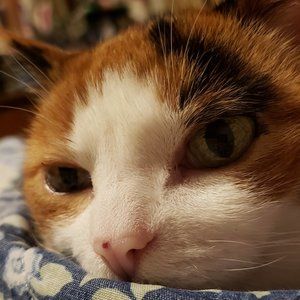 Meet your Posher, Sam